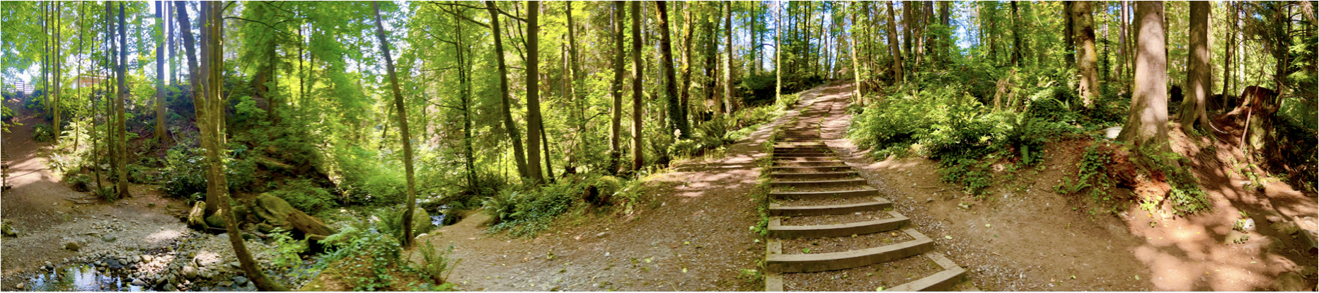 Landscape Forest Image.png